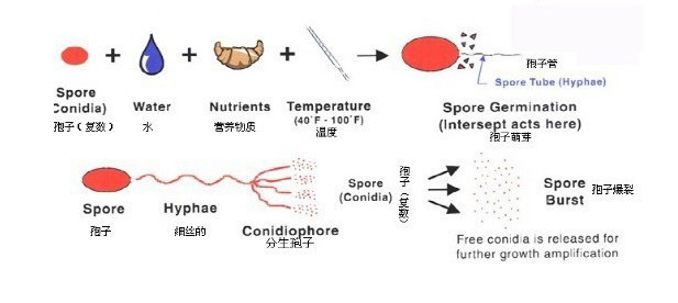 細菌生長過程